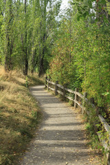footpath in the woods