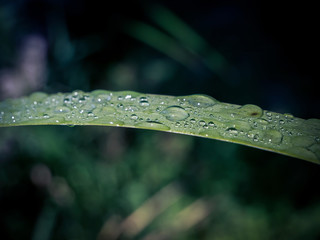 Fresh water droplets on a blade of grass with blurred background. Selective focus.