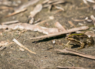 A common water frog or the edible frog sitting on the ground.