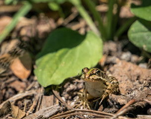 A common water frog or the edible frog sitting on the ground.