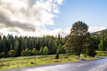 road near the tree on a background of forest and trees.
