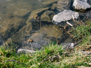 Frösche im See