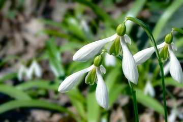 snowdrop flowers in the forest