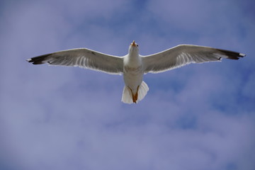 Seagull in blue sky in O Barqueiro. Galicia,Spain