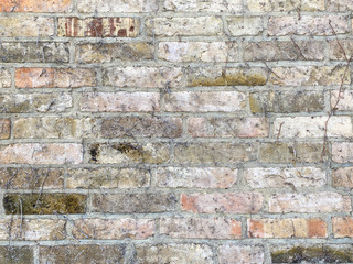 brickwall dead ivy