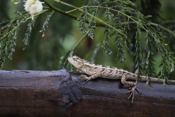 lizard on the tree
....





































