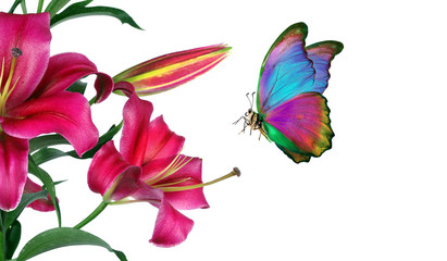 bright colorful tropical morpho butterfly on purple lily flowers isolated on white. butterflies on...