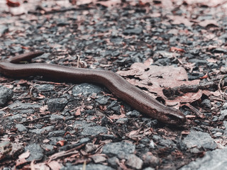 Blindschleiche im Wald im Herbst