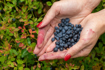 Close-up macro view of woman hands holding blueberries in front of the green blueberries vegetation with copy space