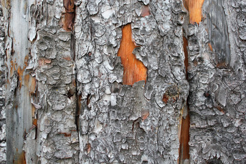 Close-up of a fence of pine slabs for the background. Beautiful wood background. Close-up photos, selective focus.