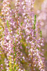 Background of close-up blooming Calluna vulgaris common known as heather during late summer time with copy space and illuminated by the sun