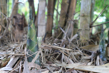 young bamboo sprouts in the garden.