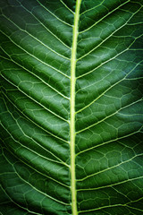 Close-up of a fresh green leaf for the background. Contrasting veins, a beautiful pattern of veins on the leaf. Close-up photos, selective focus.