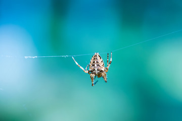 Macro shot of a European garden spider (cross spider  Araneus diadematus) sitting on the net in soft blue background