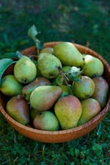 fresh pears in a wooden bowl