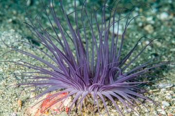 Naklejka na ściany i meble close up of purple sea anemone. Science name: Pachycerianthus magnus