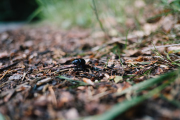Mistkäfer krabbelt auf Waldboden - Nahaufnahme © Marc Wiegelmann