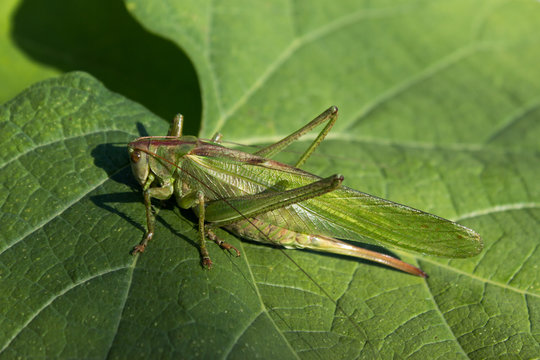 Green grasshopper on the leaf