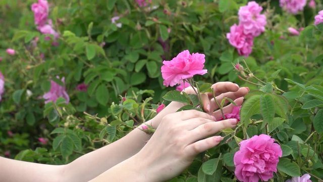 Young girl in a blue dress throwing pink roses in the sky