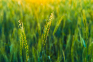 Green Wheat field in India