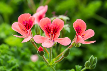 Obraz premium Geranium flowers on stem outdoors