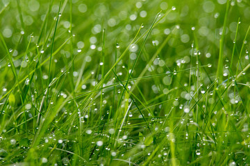 grass, dew, drops, water drops, dew drops, freshness, wellness, close-up, blades of grass, green, nature, mindfulness, fresh, morning, humid, humidity, water, 