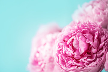 Pink peony flower on blue background. Copy space. Floral composition. Wedding, birthday, anniversary bouquet. Woman day, Mother's day. Macro of peonies flowers