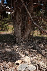 Juniper tree trunk and branches