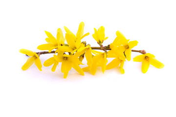 Forsythia