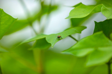 Row of growing green Cotton field in India.
