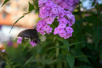 Papilio maackii butterfly feeding on the flowers of primula farinosa.