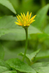 Yellow flower of chrysanthemum close-up.  Shallow depth of field.