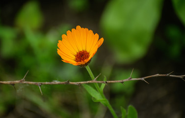 Calendula flower. Color toned image.