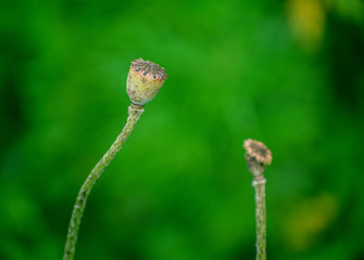 Poppy seed box in the garden. Selective focus with shallow depth of field.