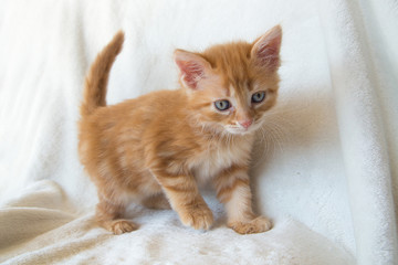 Chaton
