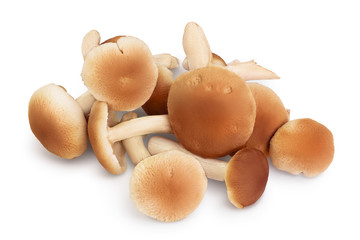 honey fungus mushrooms isolated on white background with clipping path and full depth of field