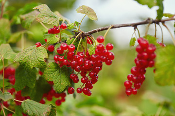 red currants growing in garden