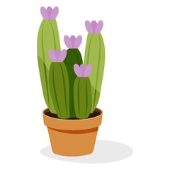 
Mammillaria houseplant flat vector design
