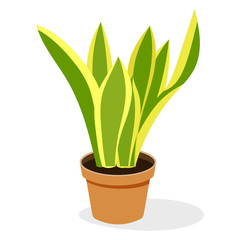 
Snake plant in flat vector, indoor decor accessory  
