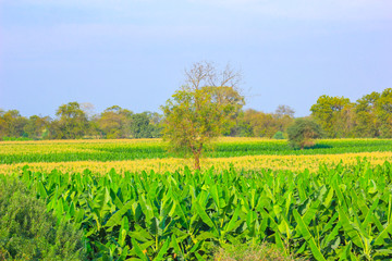 Fototapeta na wymiar Growing Green Banana field in india