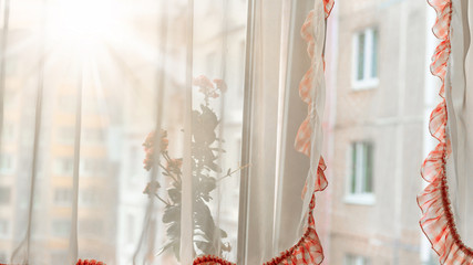 bright ray of sun shining in light room through transparent white curtain with red frill on window of home apartment