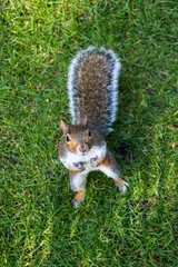 Niedliches Eichhörnchen im Hyde Park London