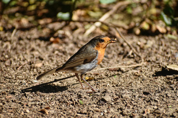 Fototapeta premium Rotkehlchen mit Mehlwurm im Schnabel
