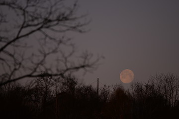 the morning full moon descending to the horizon trough the trees during the spring season