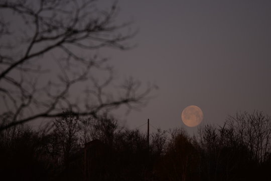 the morning full moon descending to the horizon trough the trees during the spring season © badescu