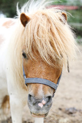 Beautiful young pony horse  walking alone in summer corral