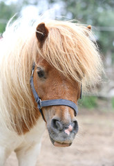 Beautiful young pony horse  walking alone in summer corral