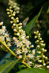 Details von einem blühenden Busch Lorbeerkirsche / Kirchlorbeer (Lat.: Prunus laurocerasus) mit Blüten und Knospen im Frühling / Sommer