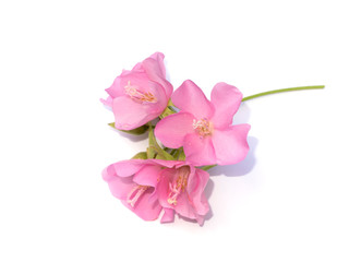 Naklejka na ściany i meble Pink flower of dombeya tree on white background.