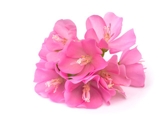 Fototapeta na wymiar Pink flower of dombeya tree on white background.